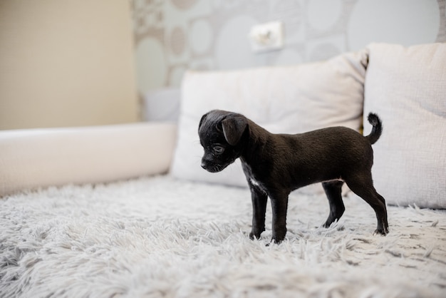 Black puppy toy terrier sitting on a sofa and playing