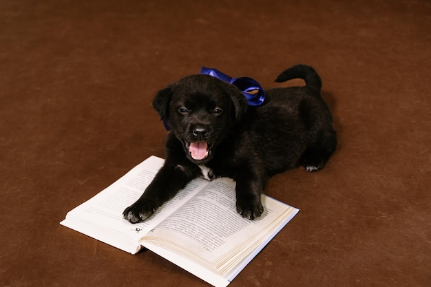 Black puppy with blue toy glasses is lying on a book