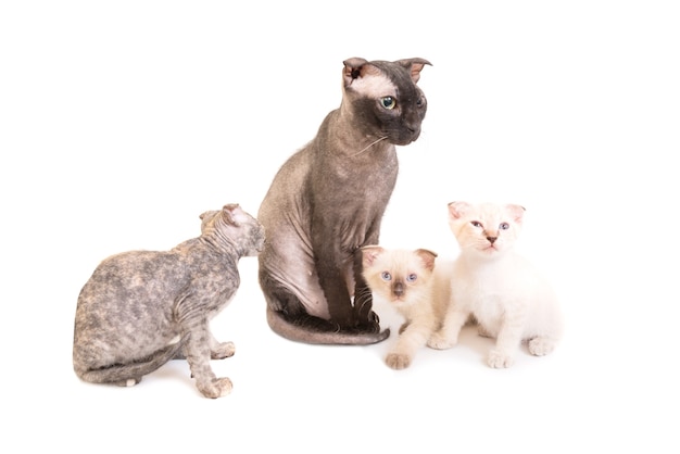 Black purebred sphinx cat with three kittens isolated on white background. Ukrainian levkoy breed