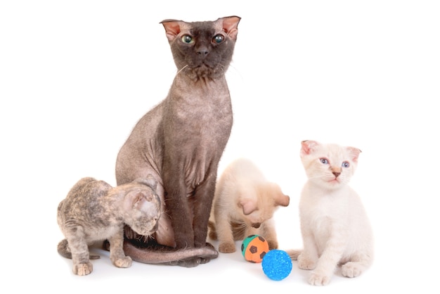 Black purebred sphinx cat with three kittens isolated on white background. Ukrainian levkoy breed