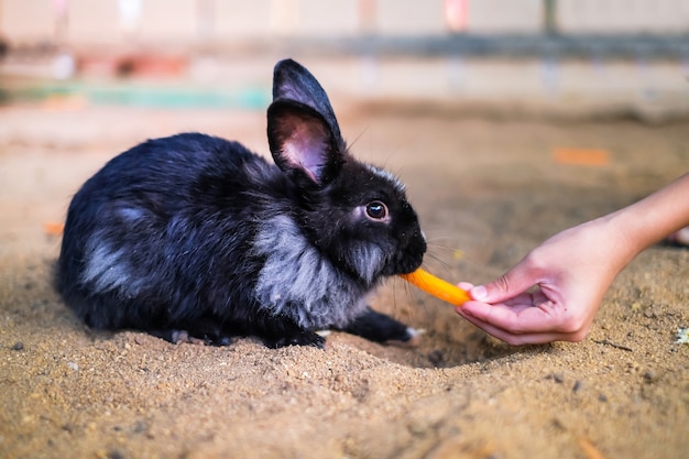 a black rabbit eating carrot from human hand in the garden.