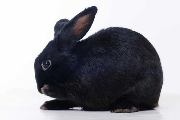 Black rabbit the symbol of the year 2023 according to the Chinese astrological calendar