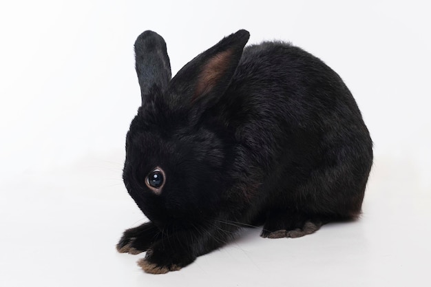 Black rabbit the symbol of the year 2023 according to the Chinese astrological calendar