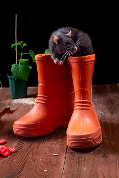 Black rat on black background in country house