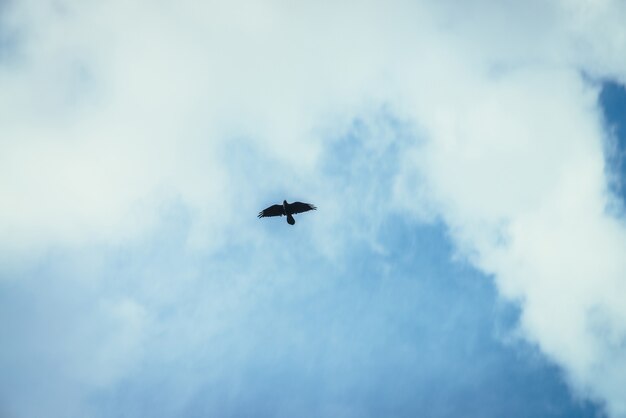 Black raven soars in center of frame in blue sky. Scenic nature background with black crow in sky with clouds. Predator hunts from above. Minimalist cloudscape with predatory bird. Nature minimalism.