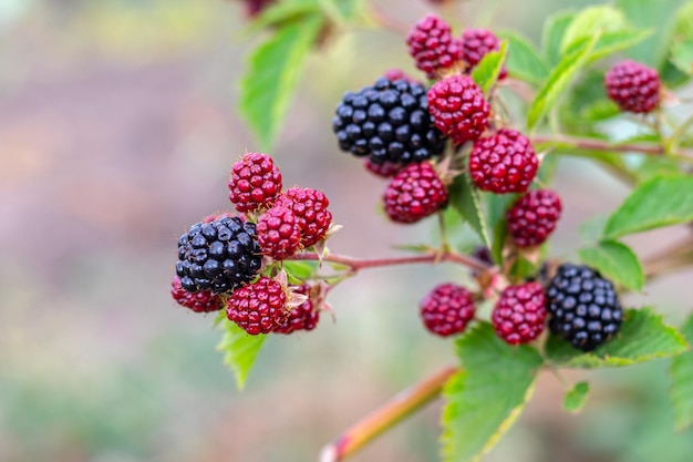 Black and red berries of blackberry in the garden on a blurred background during ripening