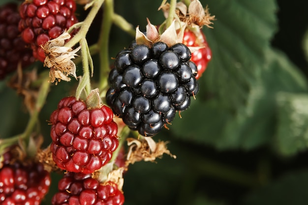 Black and red blackberries on a branch of a shrub.