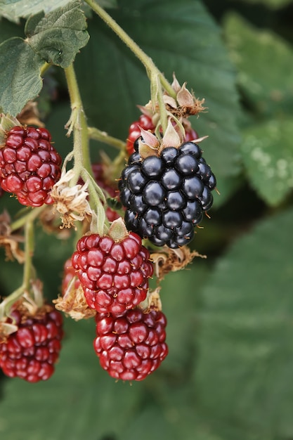 Black and red blackberries on a branch of a shrub.