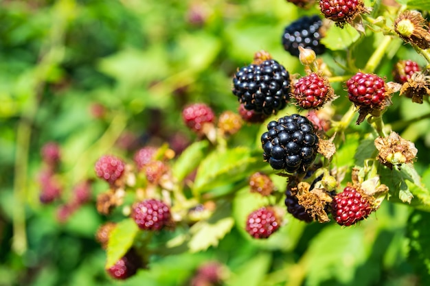 Black and red blackberries ripen on the bush