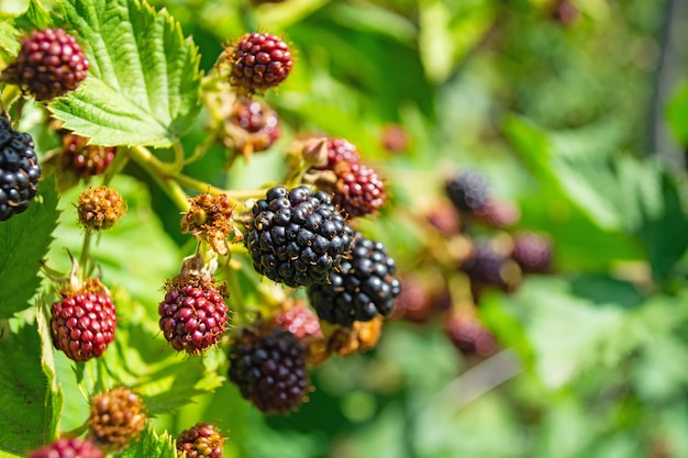 Black and red blackberries ripen on the bush