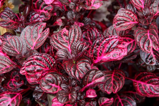 Photo black and red iresine herbstii leaf background red bloodleaf ornamental plant