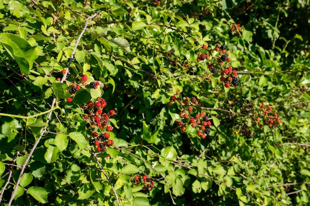 Black and red mulberries on the branch of tree.Fresh mulberry.