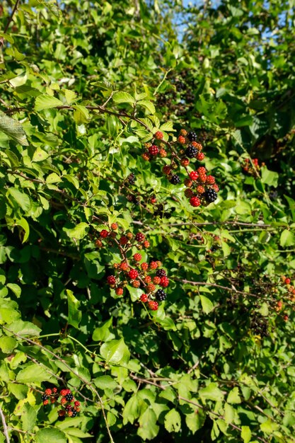 Black and red mulberries on the branch of tree.Fresh mulberry.