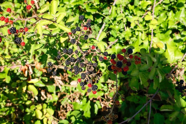 Black and red mulberries on the branch of tree.Fresh mulberry.