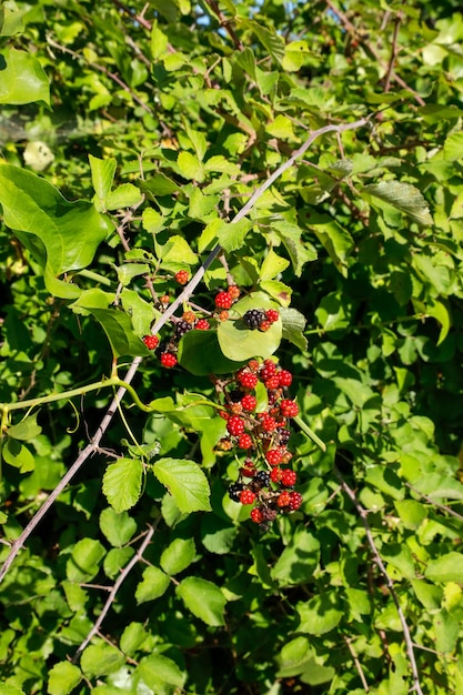 Black and red mulberries on the branch of tree.Fresh mulberry.