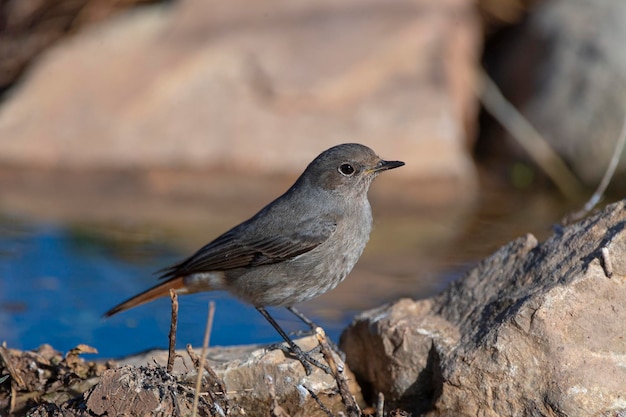 Black redstart female Phoenicurus ochruros Malaga Spain