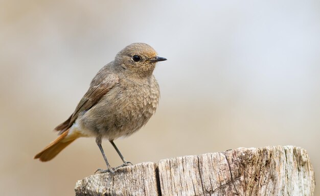 Black redstart Phoenicurus ochruros A bird stands on an old stump