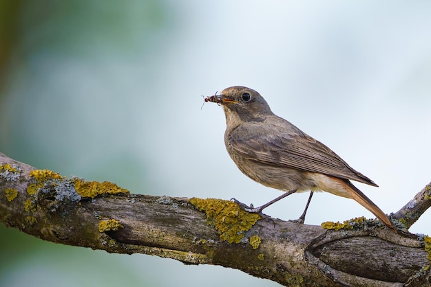 Black redstart Phoenicurus ochruros standing on the branch with prey