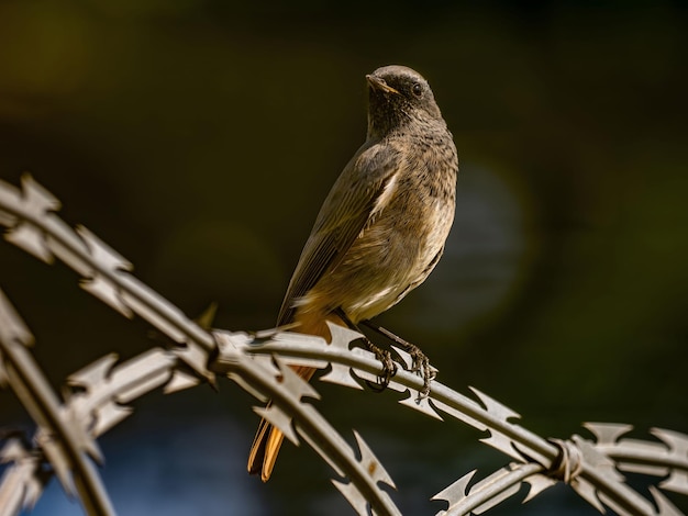 Black redstart sitting on a metal chain on a bright green backgroundWildlife photo