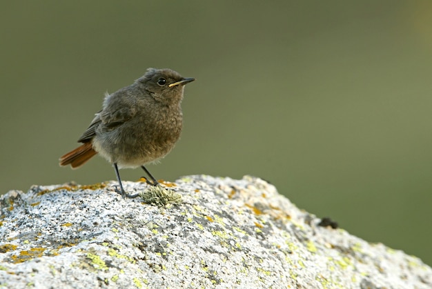 Black redstart young on a rock with the first light of day