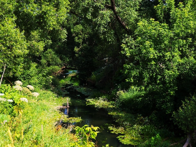 Black river forest river background