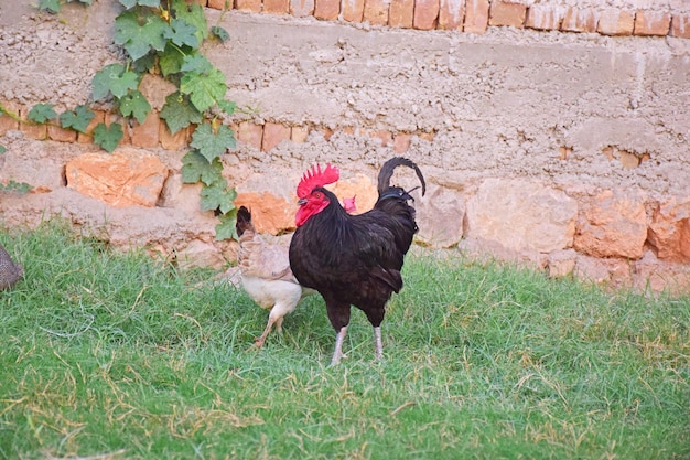 Black Rooster with hen in Lawn