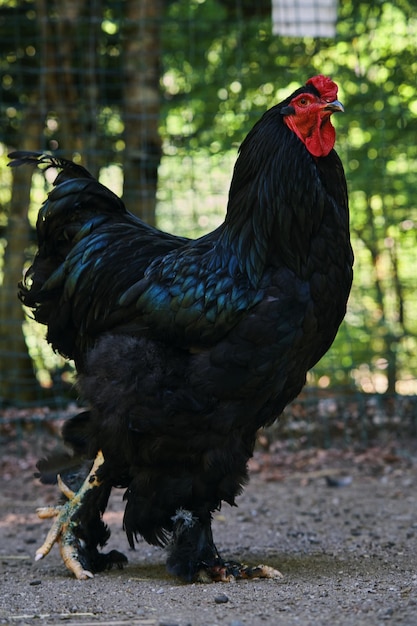 A black rooster with a red face and black feathers is standing in a yard.