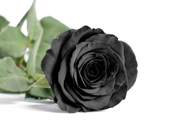 Black rose close up on a white isolated background,soft focus