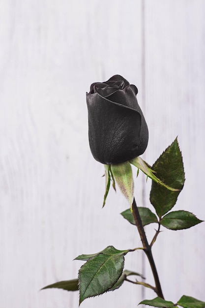 Black rose flower on wooden background