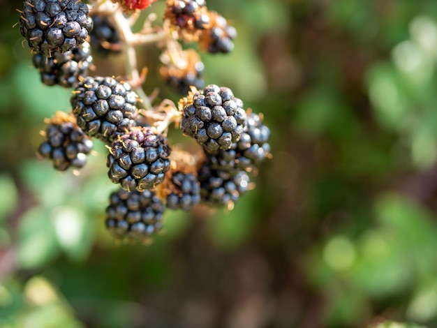 Black Rubus ulmifolius berries on a branch on a natural beckground