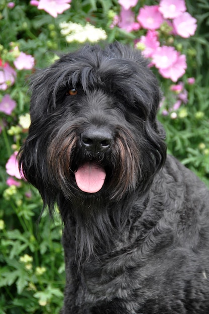 Black Russian Terrier dog close up in the garden