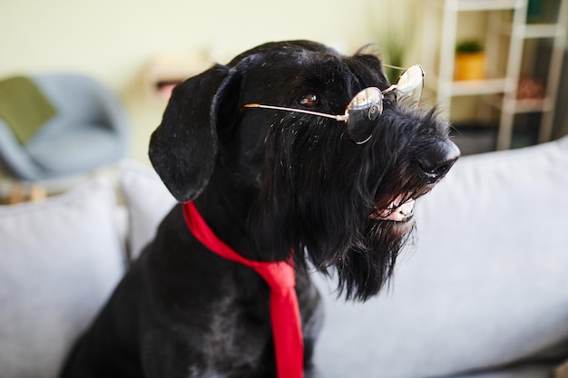 Black schnauzer wearing eyeglasses and red tie sitting on sofa in the room