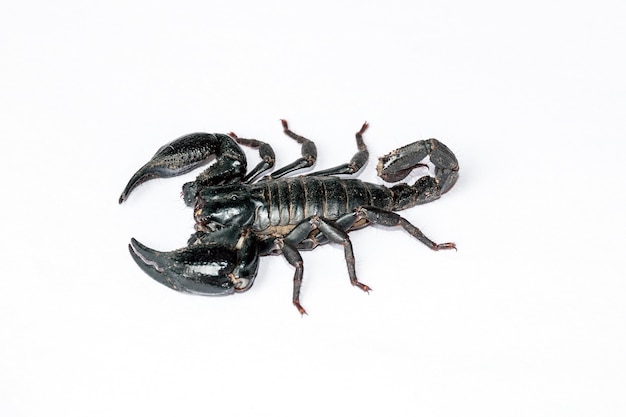 Black Scorpion isolated on white background;Poisonous animals without a backbone.