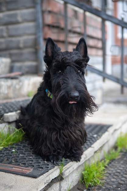 Black Scottish terrier is sitting on the stairs