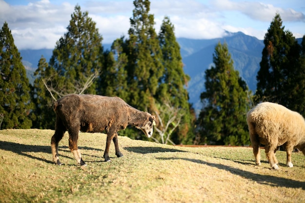 Photo black sheep in the farm