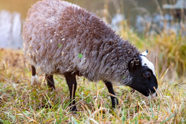 Black sheep graze in the grass near the porch of the house in sunshine