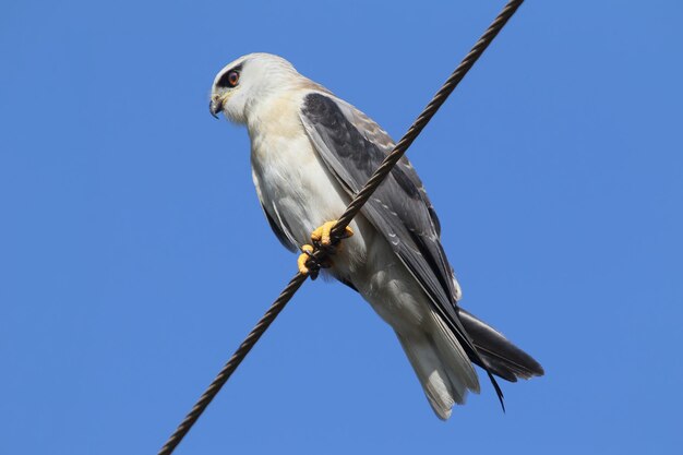 The black-shouldered kite (Elanus axillaris) sits on a wires