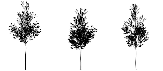 Black silhouette of deciduous tree icon isolated on white background