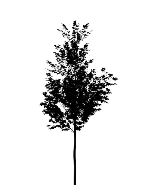 Photo black silhouette of deciduous tree icon isolated on white background