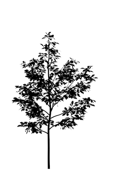 Black silhouette of deciduous tree icon isolated on white background