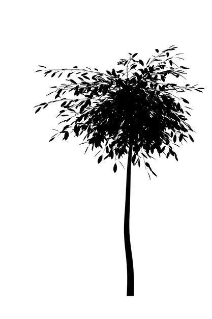 Black silhouette of deciduous tree icon isolated on white background