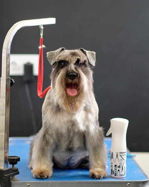 Black and silver miniature schnauzer on the grooming table vert