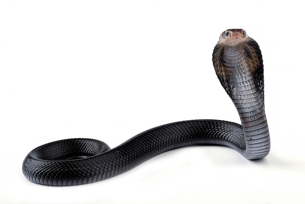 Photo a black snake with a white background