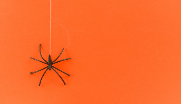 Black spider on orange surface