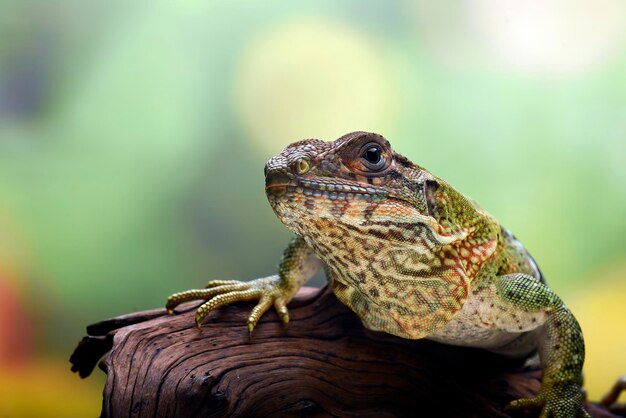 Black spiny tailed iguana on a tree