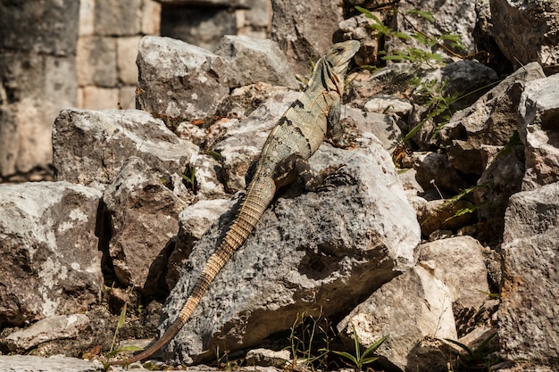 Black spiny-tailed iguana