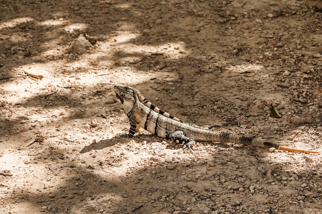 Black spiny-tailed iguana