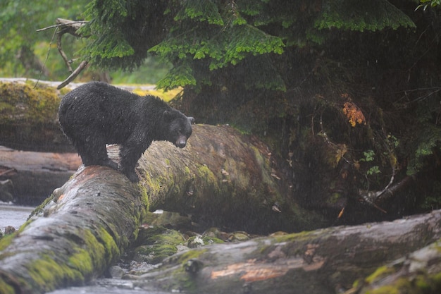 Black spirit bear (Ursus americanus kermodei) standing in the wilderness under the heavy rain