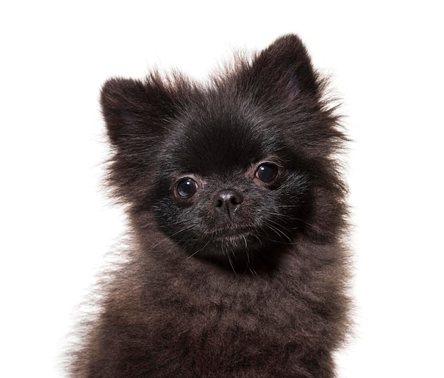 Black spitz dog isolated on white