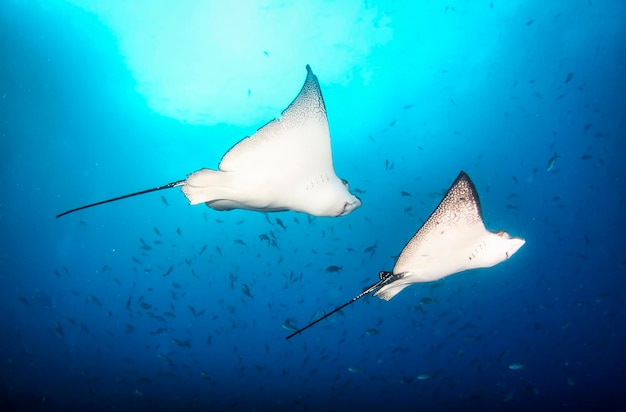 Black spotted eagle rays swimming in tropical underwaters